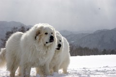 Ｃｈｉｆｆｏｎ&Ｒｕｓｋ