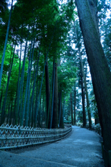 竹林の小路