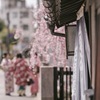 春色の風景