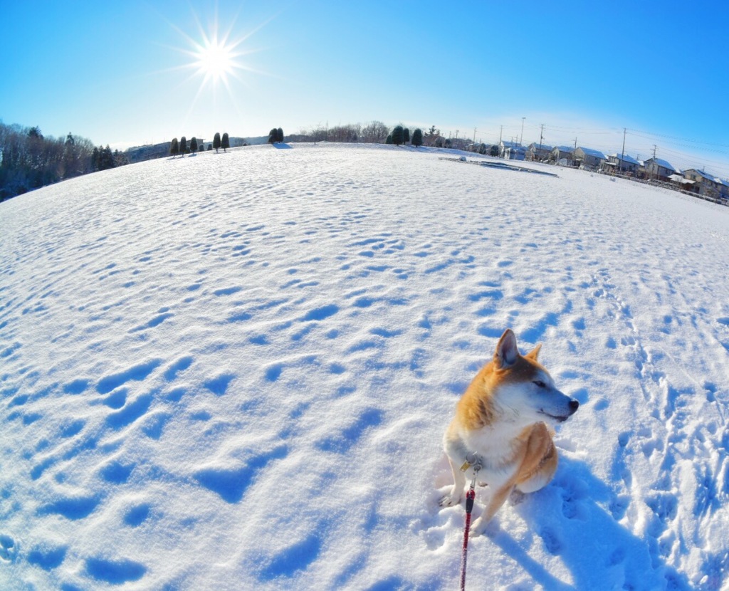 陽射しが眩しい☀️