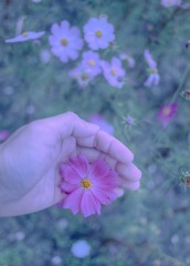 秋桜