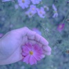 秋桜