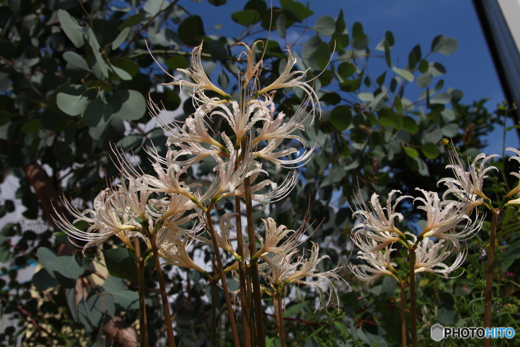 庭の曼珠沙華