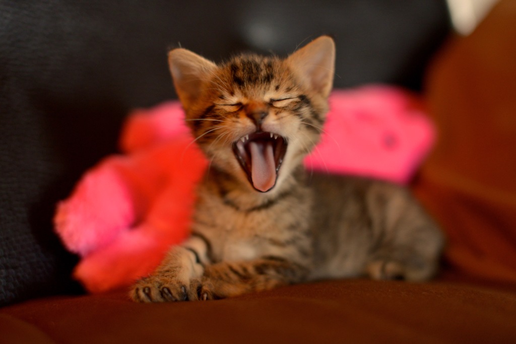 ねこ