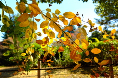 黄色に透けて見る