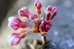 これからの出番