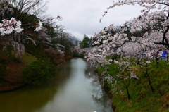 城址桜