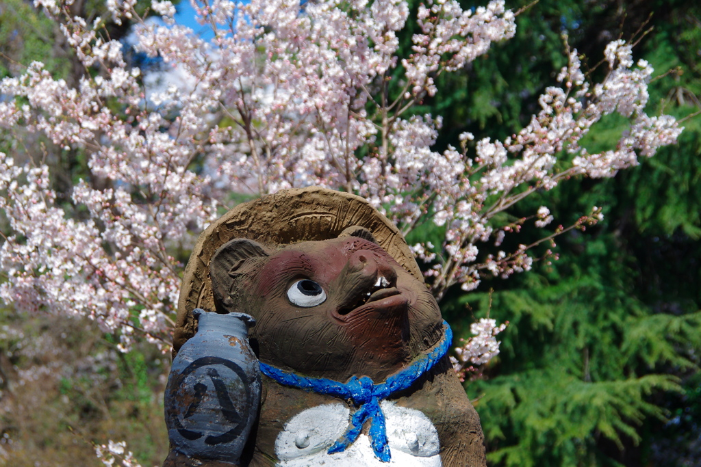 狸に桜