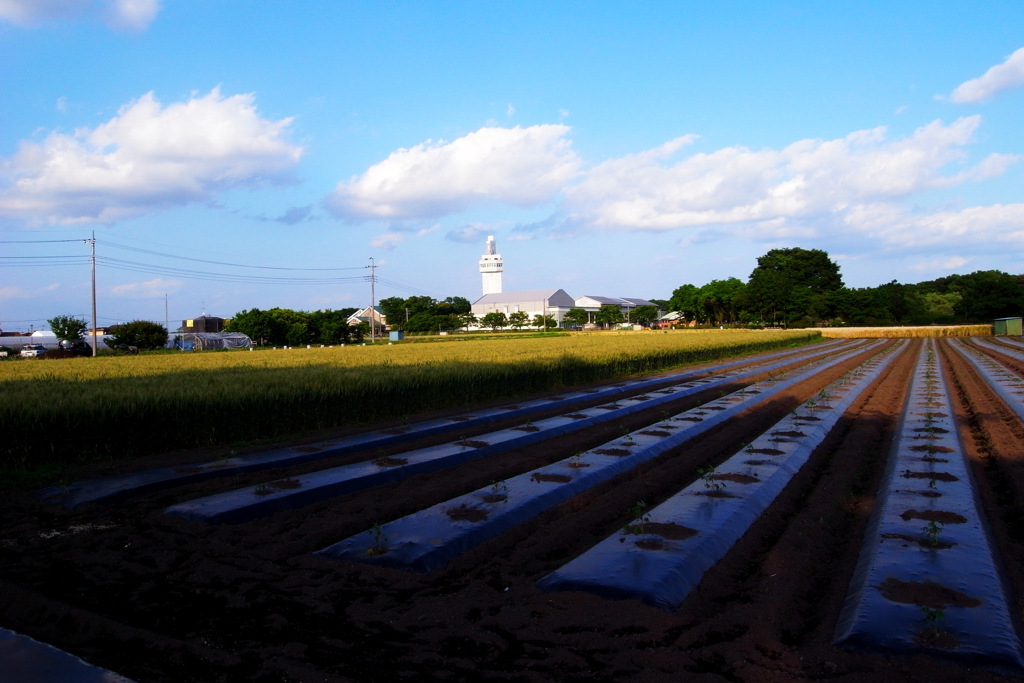 夏野菜植え付け風景