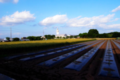 夏野菜植え付け風景