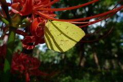 曼珠沙華の蜜を頂く