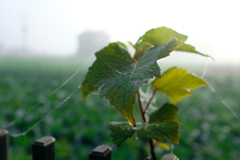 朝霧と蜘蛛の糸