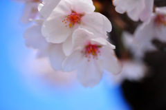桜３