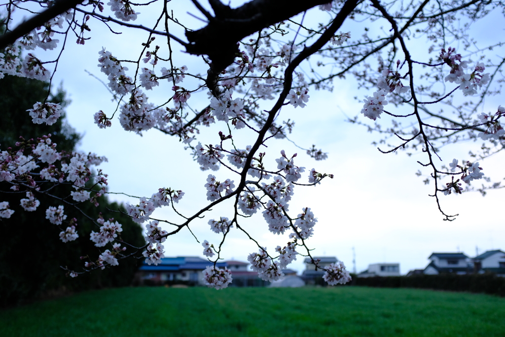 夕暮れの中の桜