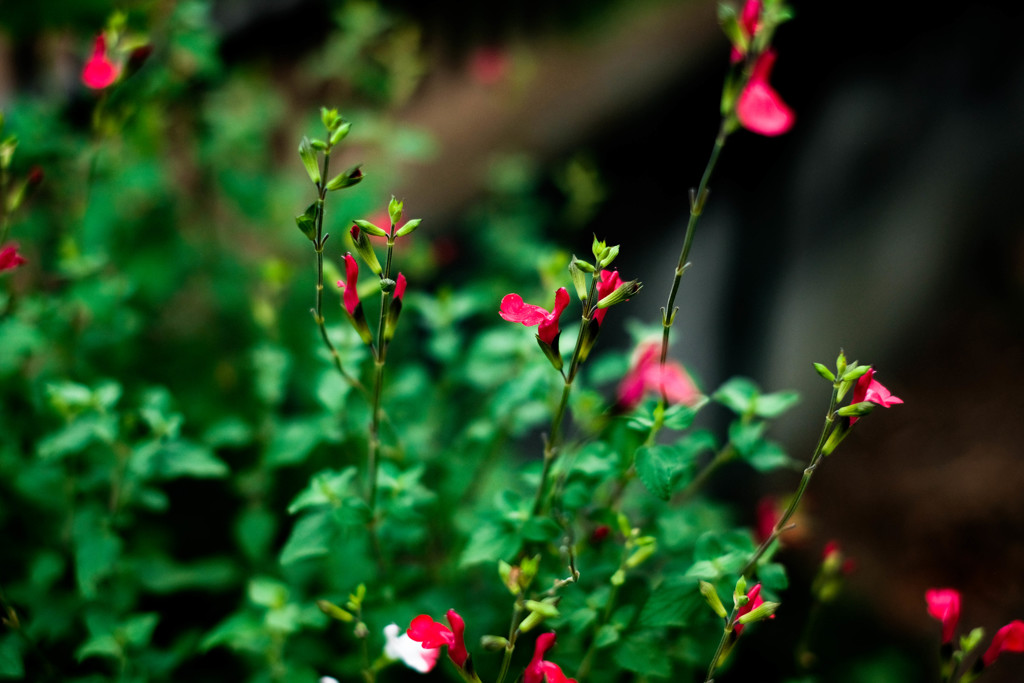 今日も夕立はなさそうです。