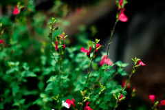 今日も夕立はなさそうです。