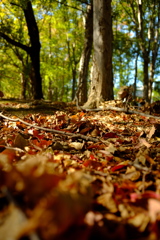 落葉のじゅうたん２