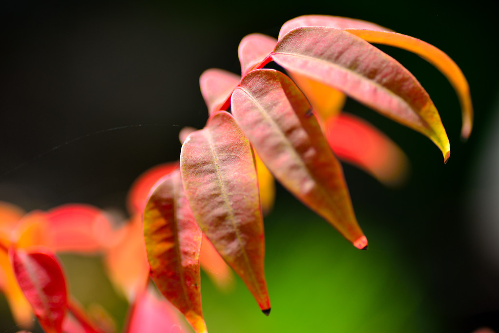小盆栽の紅葉