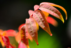 小盆栽の紅葉