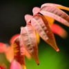 小盆栽の紅葉