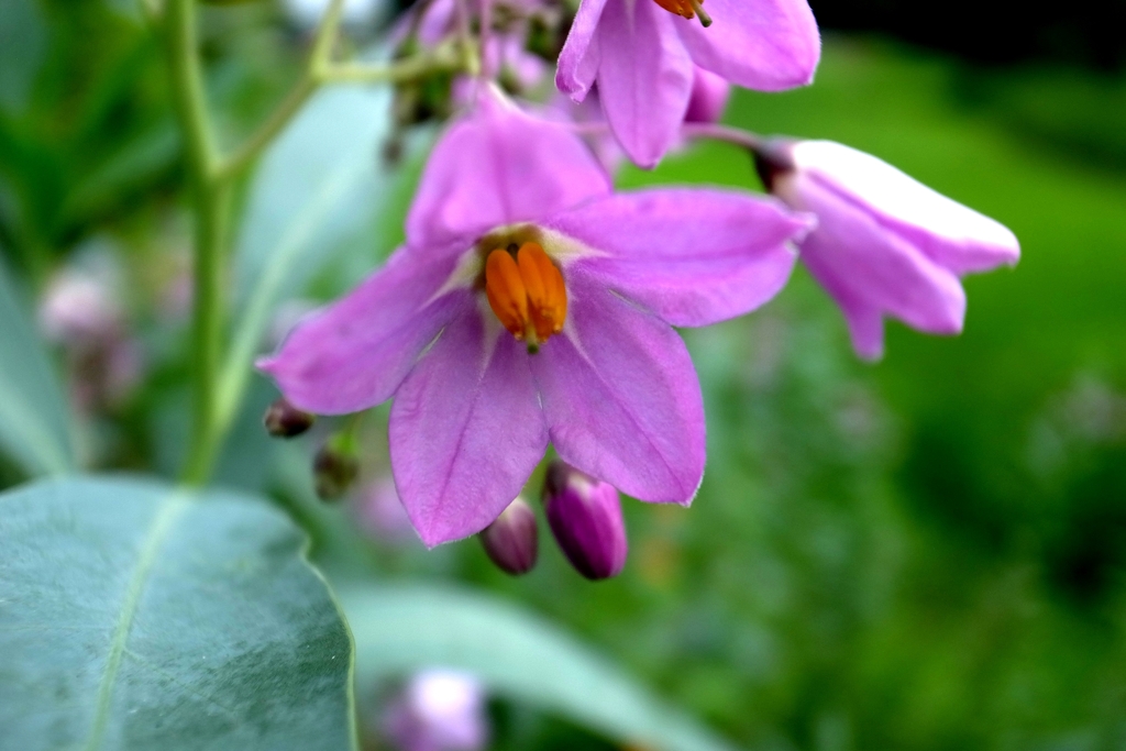 公園の中の彩２