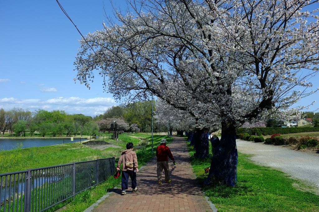 桜満開の散歩コース