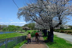 桜満開の散歩コース