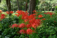 彫刻の道を飾る花
