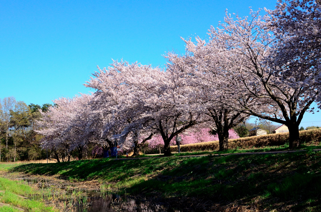 桜桜