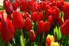 春の花チューリップ
