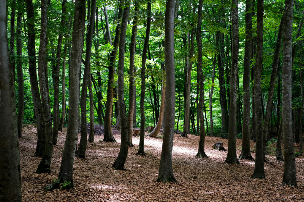 ブナの美人林