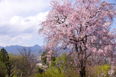 爛漫