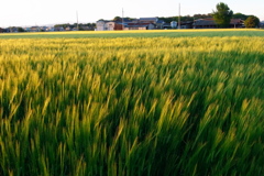風に揺れる麦畑