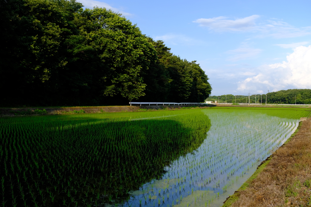 田んぼのある風景３