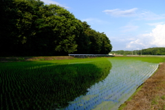 田んぼのある風景３