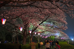 夜桜を楽しむ