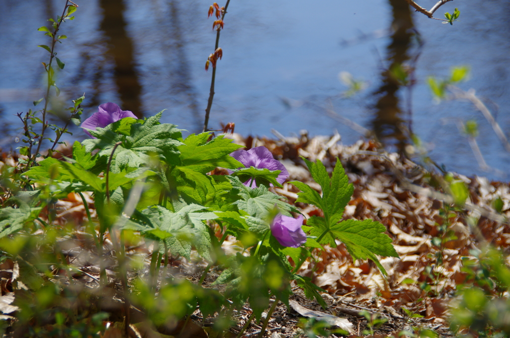 白根葵も咲いている