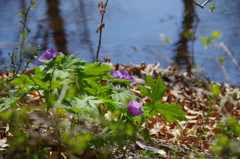 白根葵も咲いている