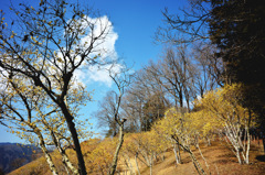 蠟梅と初春の空