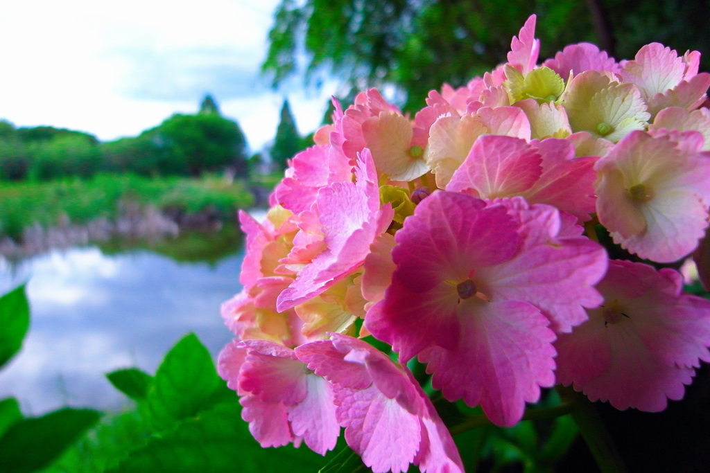 梅雨入りと紫陽花