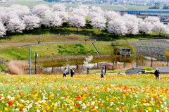 ポピーとさくらコラボ