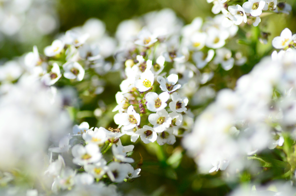 冬でも片隅に咲く