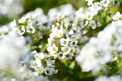 冬でも片隅に咲く