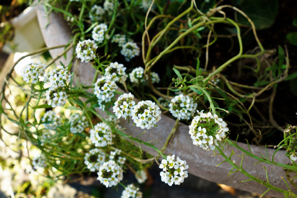 やっと咲いています。