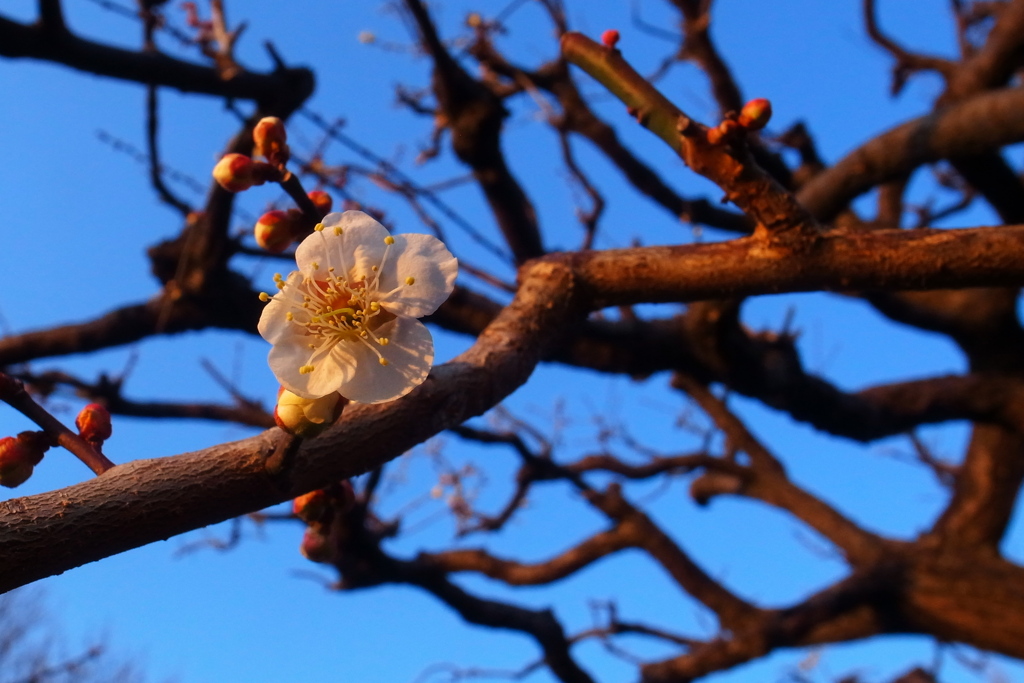 梅の花春前