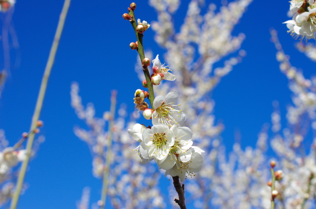 桜咲く前の道備え