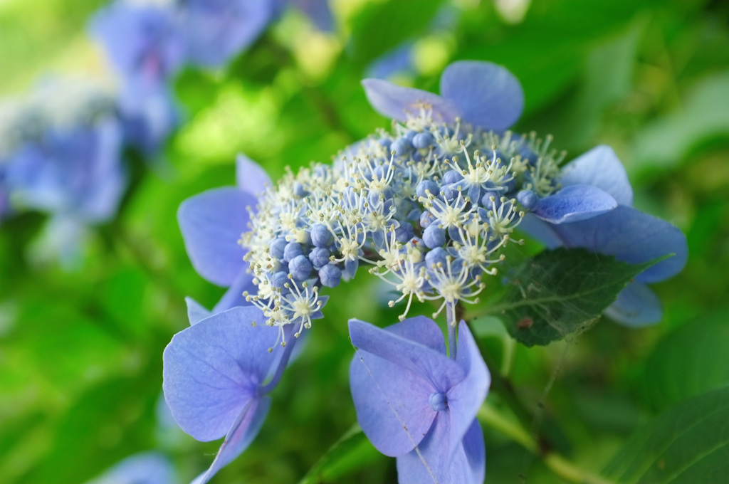 紫陽花も元気だ