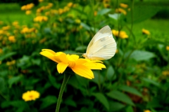 モンシロチョウ