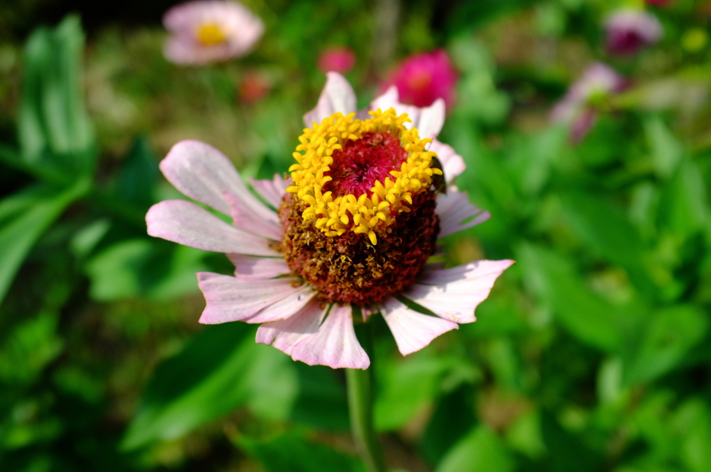 夏の花