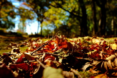 落葉のじゅうたん